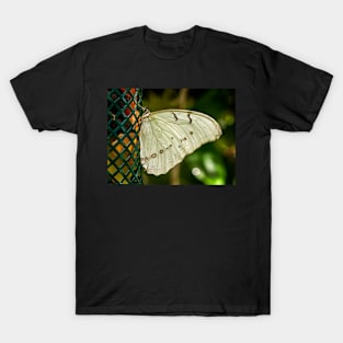 White Butterfly on a Lamp T-Shirt